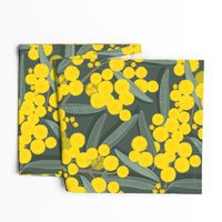 golden wattle on dark green