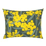 golden wattle on dark green