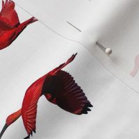 Scarlet Ibis - white