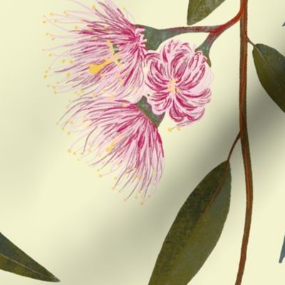 Australian Flora - Pink eucalyptus