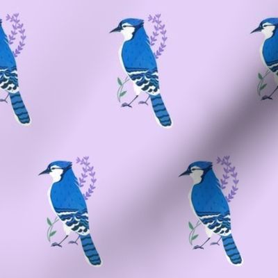 Lavender Blue Jay