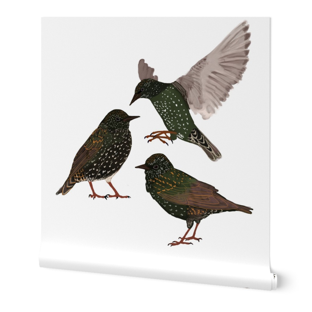 Starlings