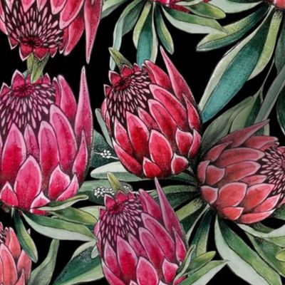 Protea flowers in pink and red watercolor on black, great botanical tropical floral wallpaper and fabric or décor. 