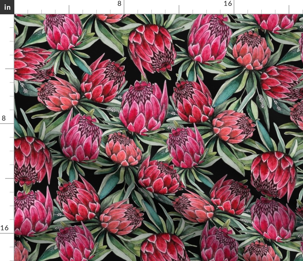 Protea flowers in pink and red watercolor on black, great botanical tropical floral wallpaper and fabric or décor. 