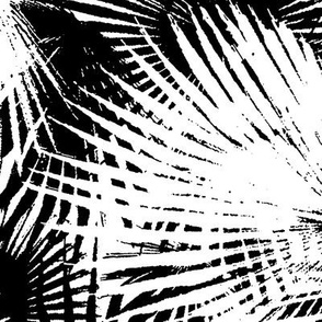 palm leaves in black and white 