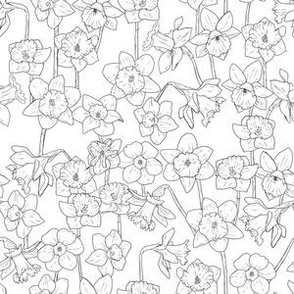 Small Black and White Daffodil Illustration