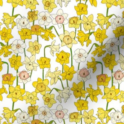 Small Daffodil Illustration on White