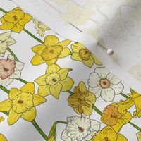 Small Daffodil Illustration on White