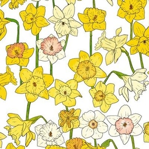 Medium Daffodil Illustration on White