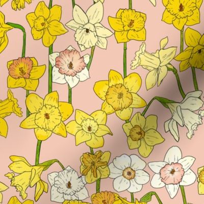 Medium Daffodil Illustration on Pink