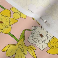 Medium Daffodil Illustration on Pink