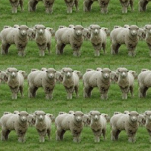 Two-Sheep
