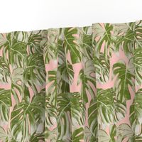 Monstera deliciosa  - Swiss cheese plant - pink and green - LAD19