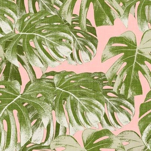 Monstera deliciosa  - Swiss cheese plant - pink and green - LAD19