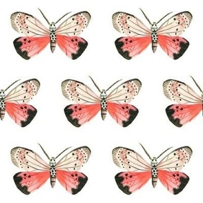 Pink Moth