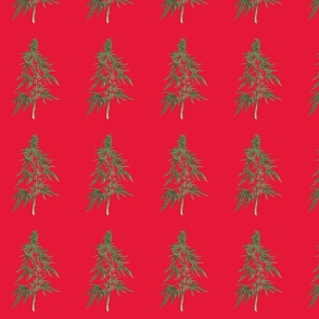 Botanical Cannabis - Red and Green Christmas