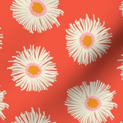 Pollinator Garden Collection-Daisies