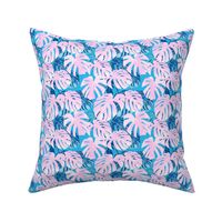 (small scale) Monstera deliciosa  - Swiss cheese plant - pink and blue - LAD19