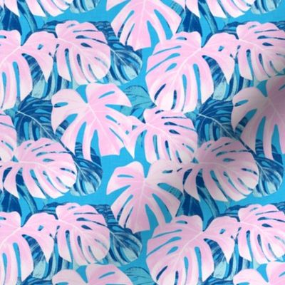 (small scale) Monstera deliciosa  - Swiss cheese plant - pink and blue - LAD19