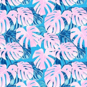 (small scale) Monstera deliciosa  - Swiss cheese plant - pink and blue - LAD19