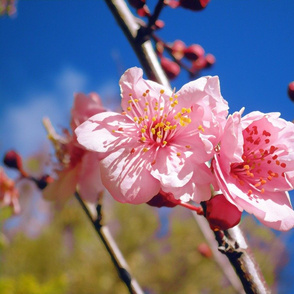 Spring Blossom! Large