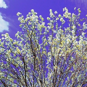 Ornamental Pear Tree Blossom - large, mirror