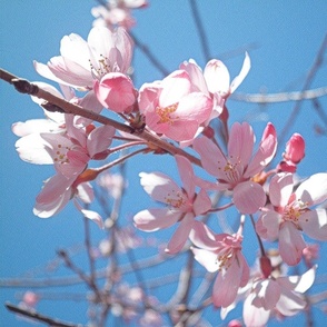 Cherry Blossoms - mirror, large