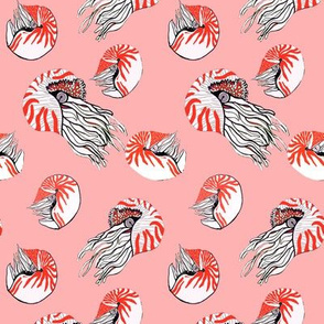 Nautilus coral on blush pink