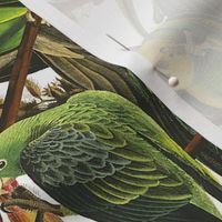 Audubon Carolina Parrot