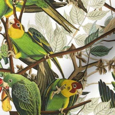 Audubon Carolina Parrot