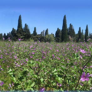 Landscape with cypresses