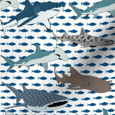 Sharks Design