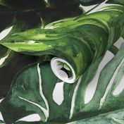 monstera tropical leaves