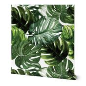 monstera tropical leaves