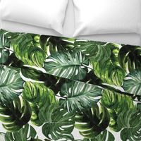 monstera tropical leaves