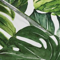 monstera tropical leaves