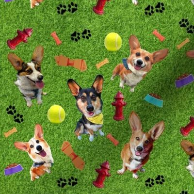 Cartoon Corgi Dog Park