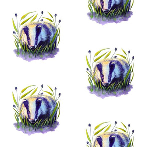 Badger In The Long Grass