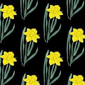 Daffodil Black Bckgrd