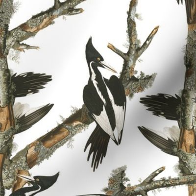 Audubon Ivory-billed Woodpecker