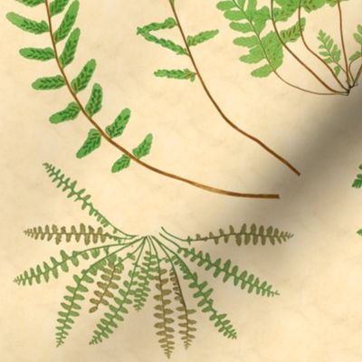 Fern Botanical ~ Parchment  ~ Large