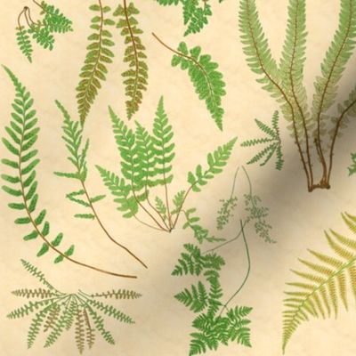 Fern Botanical ~ Parchment  ~ Medium