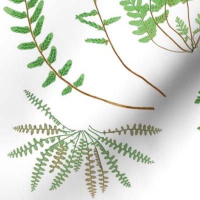 Fern Botanical ~ White  