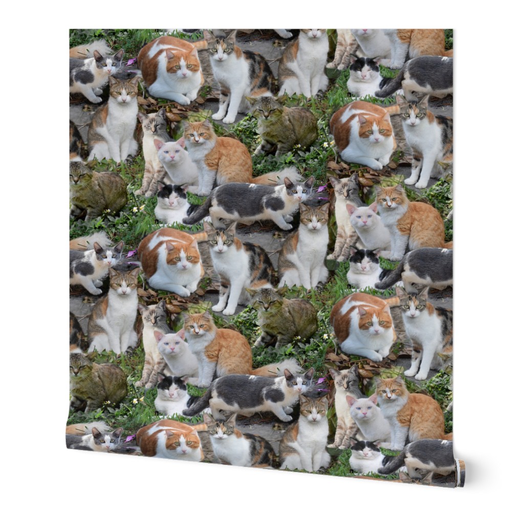 Calico Cats and Beyond Montage 24 inch
