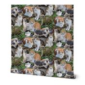Calico Cats and Beyond Montage 24 inch
