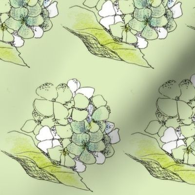 Hydrangea in Celery Green