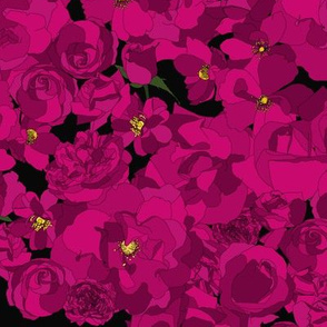 Roses - magenta on black