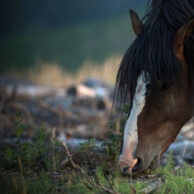 Lillys wild horses