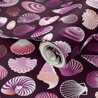 violet sea shells