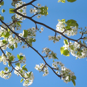 Oriental Pear Tree Blossom - blue sky 
